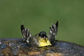 In 1896 this species was accidentally introduced by a nurseryperson at mt. Drought Winter Rains Leave Birds Dazed And Confused