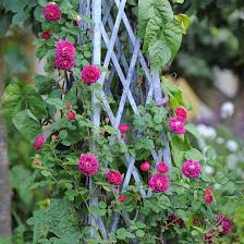 When it comes to shade or sun, there are not so many shade lovers to choose. 6 Easy Climbing Plants For Your Garden