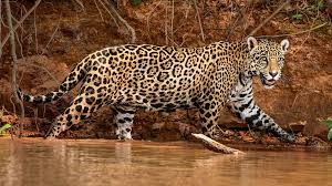 Jaguars are the only big cat in the americas and the third biggest in the world after tigers and lions. Jaguars Nwf Ranger Rick