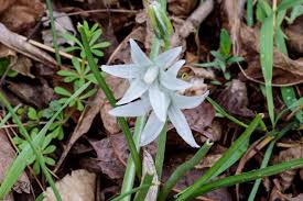 Image result for Ornithogalum flexuosum