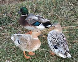 Black And White Domestic Duck Species Bantam Ducks Australian Spotted Bantam Ducks Duck Breeds Duck Species Duck