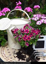Dann wachsen und gedeihen gemüse, obst, kräuter, rasen, büsche und bäume bis in den sommer hinein heran. Fruhling Garten Pflanzen Stock Photo 9276518 Bildagentur Panthermedia