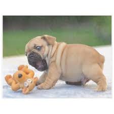 Attack Dog Fleece Blanket Check Out These Uniquely Designed Blankets That You Cannot Find In Any Store Cute Puppy Videos Funny Animals Dogs Doing Funny Things