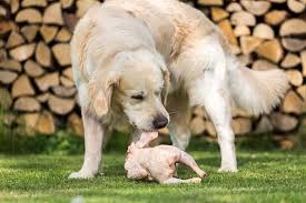 Can Dogs Eat Raw Chicken Bones Meat Or Organs Eating Raw Chicken Can Dogs Eat Chicken For Dogs