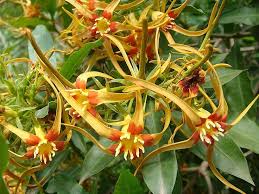 Image result for Strophanthus speciosus