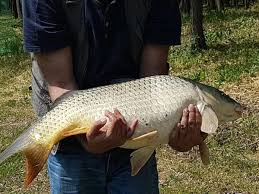 Zaga zaga resort dispune de 20 de casute plutitoare finalizate. Foto De Basm S A Deschis Cel Mai Mare Parc De Agrement Din Romania Zaga Zaga Resort 82 De Hectare PreÈ›ul Unui Bungalow Pe Malul Apei