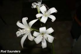 Image result for Crinum lugardiae
