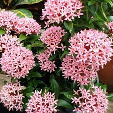 Image result for Ixora laurentii
