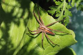 Dabei sind diese achtbeinigen tiere wertvolle insektenjäger. Wenn Es Im Garten Spinnt Naturschutz Ch