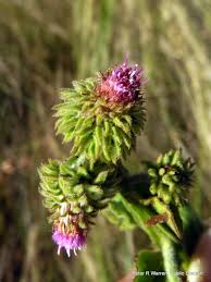 Image result for Laggera crispata