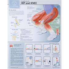 strengthening the hip and knee chart laminated