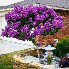 Hizli Gonderim Tuplu Lagerstromia Indica Mor Renkli Oya Agaci Fidani