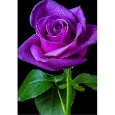 **original diamond painting kit, design is exclusively available from oloee!** diamond painting is an easy and enjoyable activity for both adults and kids. Buy 5d Diy Diamond Painting Purple Rose Flower Full Round Diamond Embroidery Cross Stitch Kit Home Decor At Affordable Prices Price 4 Usd Free Shipping Real Reviews With Photos Joom