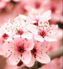  New The 10 Best Art Today With Pictures Paper Sketchbook Illustrations Picture Pictureoftheday Artpop Arts Sakura Flower Sakura Bloom Sakura Tree