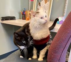 By making these crucial services affordable and accessible, we are winning the fight against feline overpopulation in connecticut. Nutmeg Spay Neuter Clinic 69 Photos 28 Reviews Veterinarians 25 Charles St Stratford Ct Phone Number Yelp