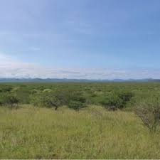 Image result for Acacia welwitschii