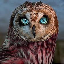 4 007 Likes 123 Comments Travelling The Earth Earth Travels On Instagram Beautiful Owl Follow Luxury Inside Cute Animals Pet Birds Beautiful Owl