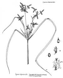 Image result for Cyperus alopecuroides