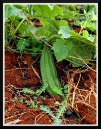 Pipengaille Is A Very Well Known Vegetable In Mauritius This Vegetable Can Be Prepared Into Various Dishes Fo Mauritius Food Mauritian Food Chutney Recipes