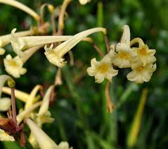 Image result for Cyrtanthus mackenii