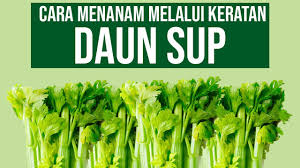 Persiapkan tempat untuk menanam dengan cara membuat bendengan sebagai contoh tempat untuk melakukan. Cara Cara Tanam Daun Sup Menggunakan Keratan Youtube