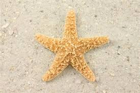 Tapak sulaiman ini akan mati tidak lama lagi kerana mr.x melangkah perlahan menghampiri ratusan tapak sulaiman yang terdampar dan kemudiannya melemparkan seekor demi seekor tapak sulaiman itu. Definitions Of Starfish Synonyms Antonyms And Pronunciation