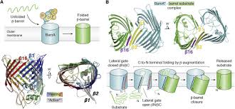 Simple sugars are called monosaccharides. Highlighting Membrane Protein Structure And Function A Celebration Of The Protein Data Bank Sciencedirect