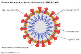Virus Evolution Of New Virus Strains Britannica