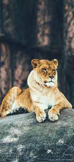 Right now we have 67+ background pictures, but the number of images is growing, so add the webpage to bookmarks and. Pin By Peter Ulok On Hd Wallpapers For Mobile Animals Animal Wallpaper Pet Birds