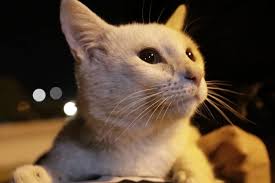 Bir Market Onunde Bekleyerek Kendisine Mama Aldiran Akilli Kedi Ajanimo