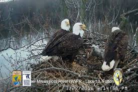 Judy Eddy Caught All Three Eagles On The Stewards Of The Upper Mississippi River Refuge Mississippi River Bald Eagle Mississippi