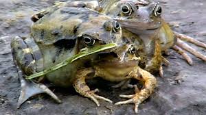 At least, their size isn't directly linked to radiation. 8 Bizarre Animal Mutations Caught On Camera