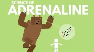 Whenever i want to activate it, i think back on my motorcycle accident, as that is the last. The Science Of Adrenaline Youtube