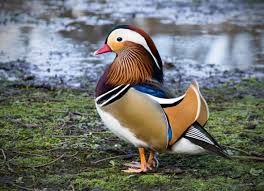 Lastly, pet ducks can be pretty noisy, especially when they want something or someone. Stunning Mandarin Duck Appears In Central Park In New York City Petmd