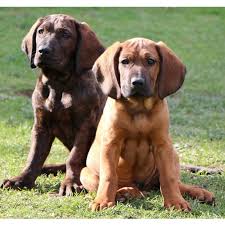 Image result for hannoverský barvář