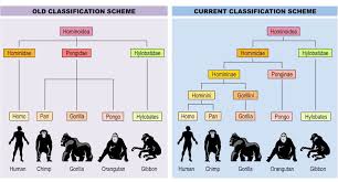 Classification Bioninja
