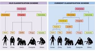 classification bioninja