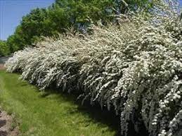 Siepi fiorite da giardino : Produs Nou 50 Reducere Data EliberÄƒrii Tipi Siepe Amazon 101openstories Org