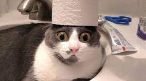 Funny Cats Don T Try To Hold Back Laughter Funniest Cats Life Youtube