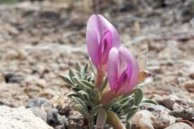 Image result for Astragalus