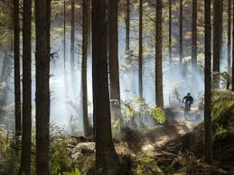 The Redwoods Whakarewarewa Forest Mountain Biking In Rotorua