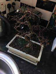 Diagnosis How To Revive A Bonsai That Was Repotted After It Was Dying Of Overwatering Gardening Landscaping Stack Exchange