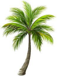 Palm Png Clip Art Image Gallery Yopriceville High Quality Images And Transparent Png Free Clipart Palm Tree Clip Art Clip Art Art Images
