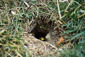 And remember to wait 24 hours to remove the nest, to ensure that the majority of the insects are dead or have flown away from the nest. Wasp Nests In The Ground The Exterminators