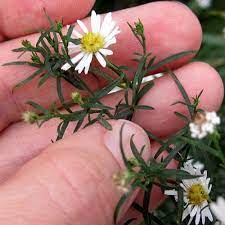Heath Aster Weekly Weeder 36 Useful For Wildlife And Medicine Wildwood Flower Herbalism Wildcrafting