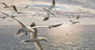 Google Image Result For Http Www Martinridley Com Wildlife Images Bird Pictur Fotograf