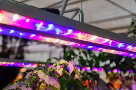 Buying led grow lights for a 4x4 grow tent is a difficult job when someone has no. Using Grow Lights For Seedlings Or Indoor Plants Homestead And Chill