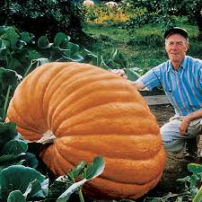 Dills Atlantic Giant Pumpkin Seeds Park Seed