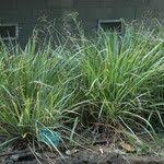 Image result for Paspalum scrobiculatum
