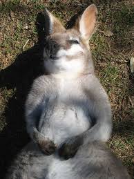 Sleeping Beauty A Photo From Queensland East Trekearth Cute Animals Animals Animals Beautiful